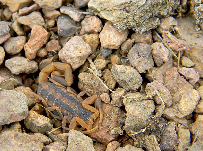 Striped Bark Scorpion