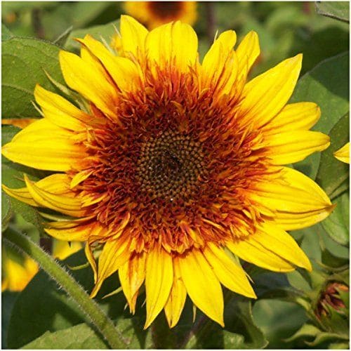 Sundance kid sunflowers