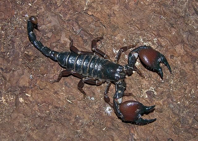 Tanzanian red-Clawed scorpion