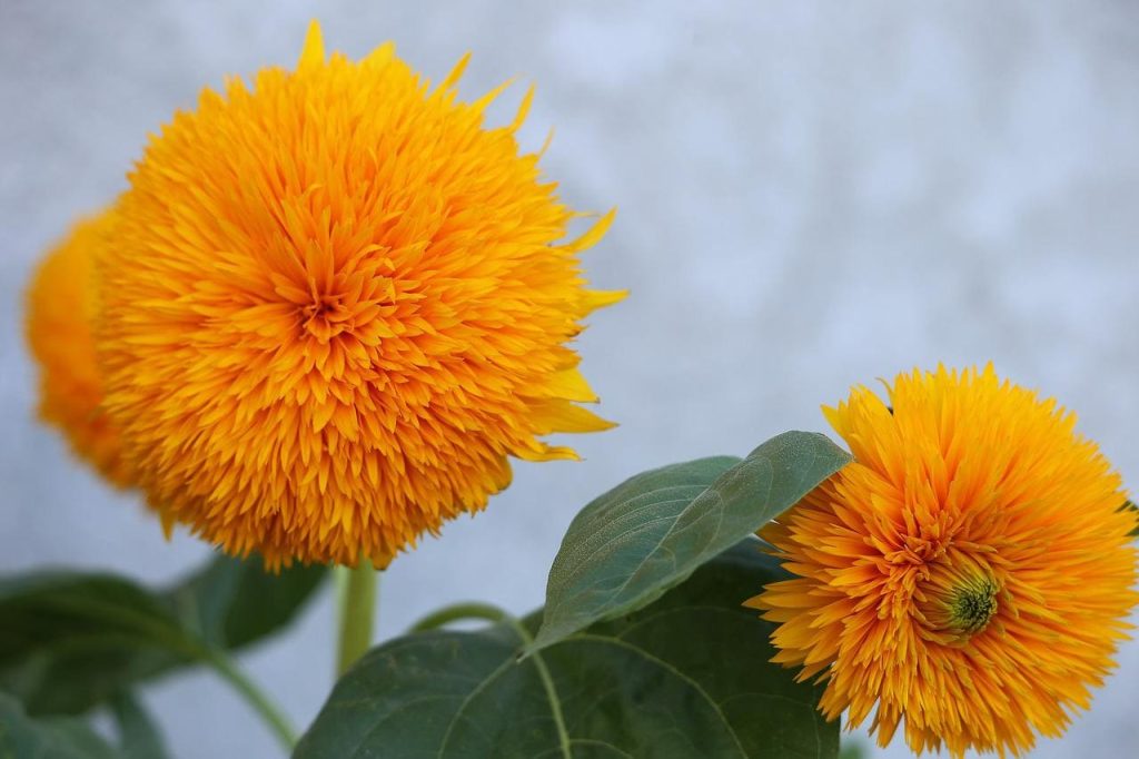 Teddy bear sunflowers