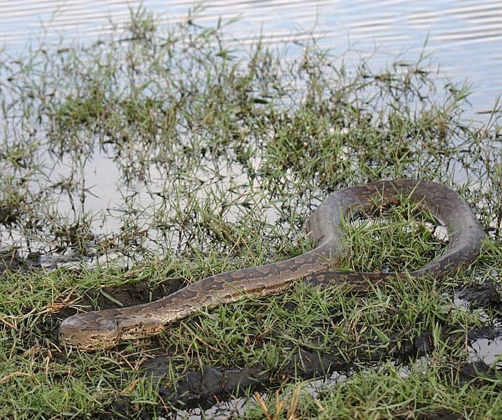 The African rock python