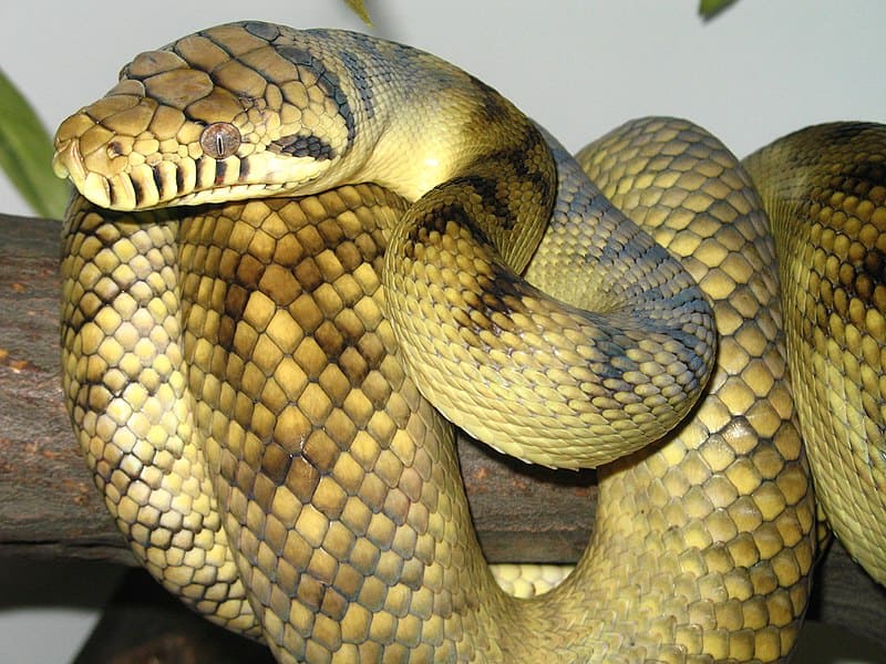 The Amethystine Python