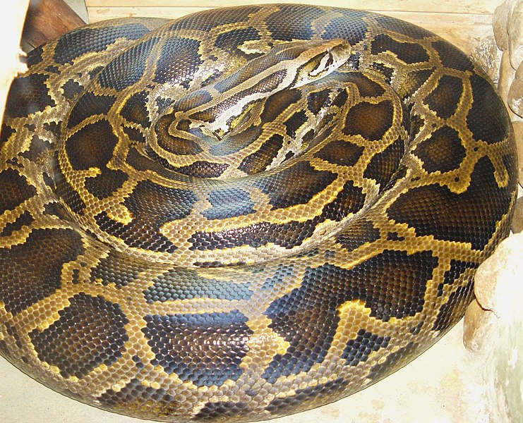 The Burmese Python