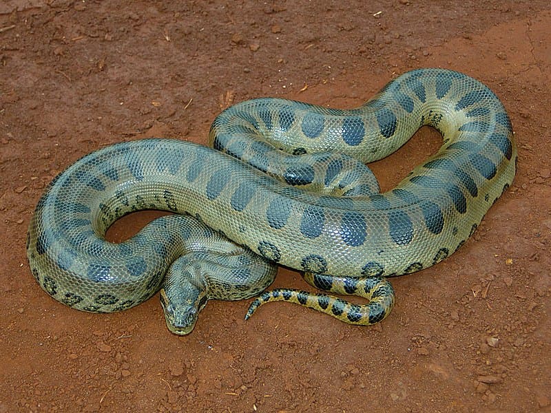 The Green Anaconda