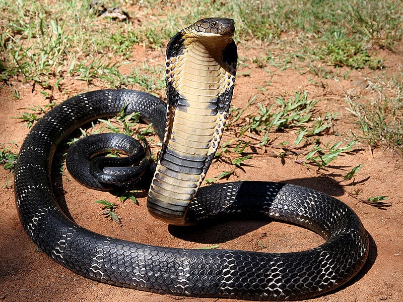 The King Cobra