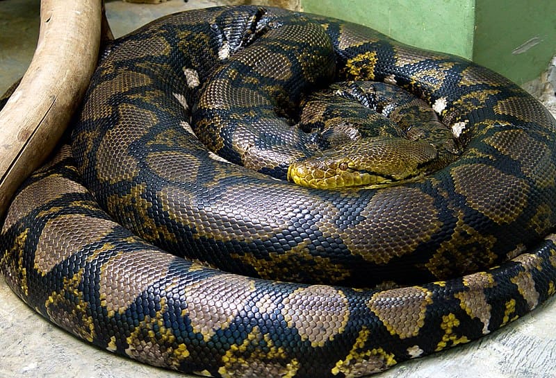 The Reticulated Python