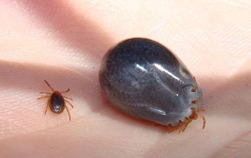 Ticks