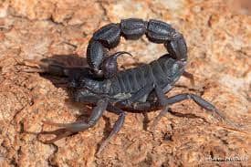 Transvaal Fat-Tailed scorpion