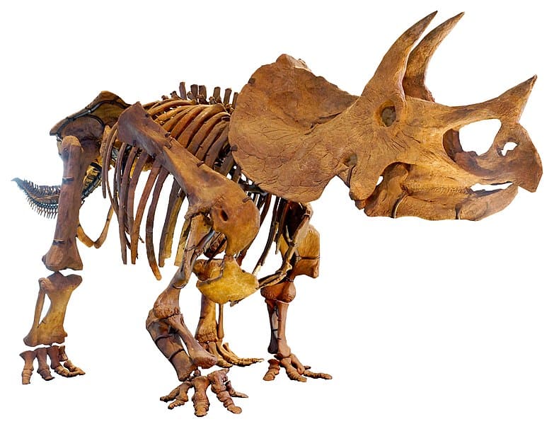 Triceratops Dinosaur