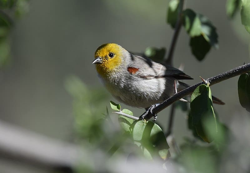 Verdin