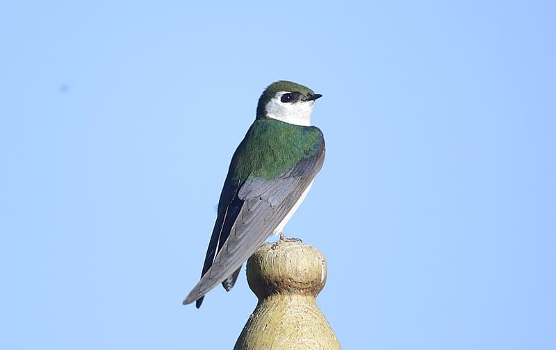 Violet-Green Swallow