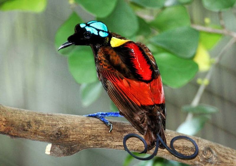 Wilson’s Bird of Paradise