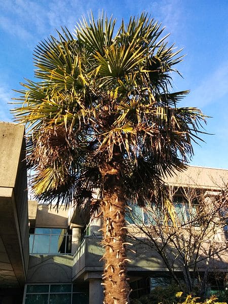 Windmill palm trees