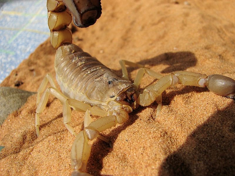 Yellow Fattail Scorpion