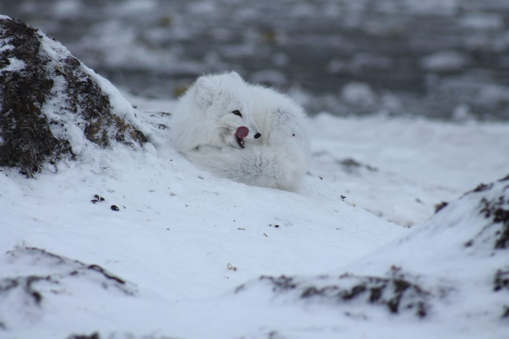 Arctic Fox camouflage