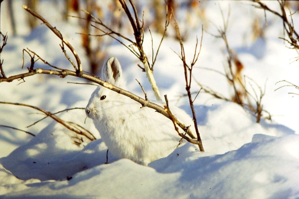 Arctic Hare camouflage