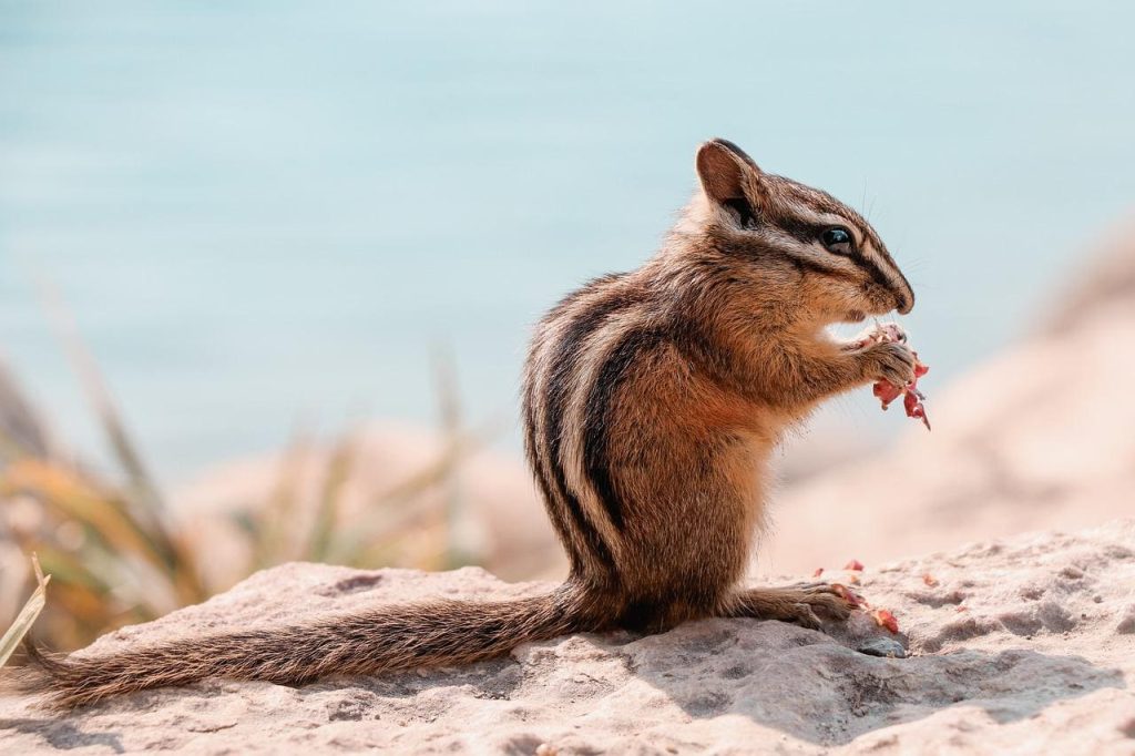 Chipmunks