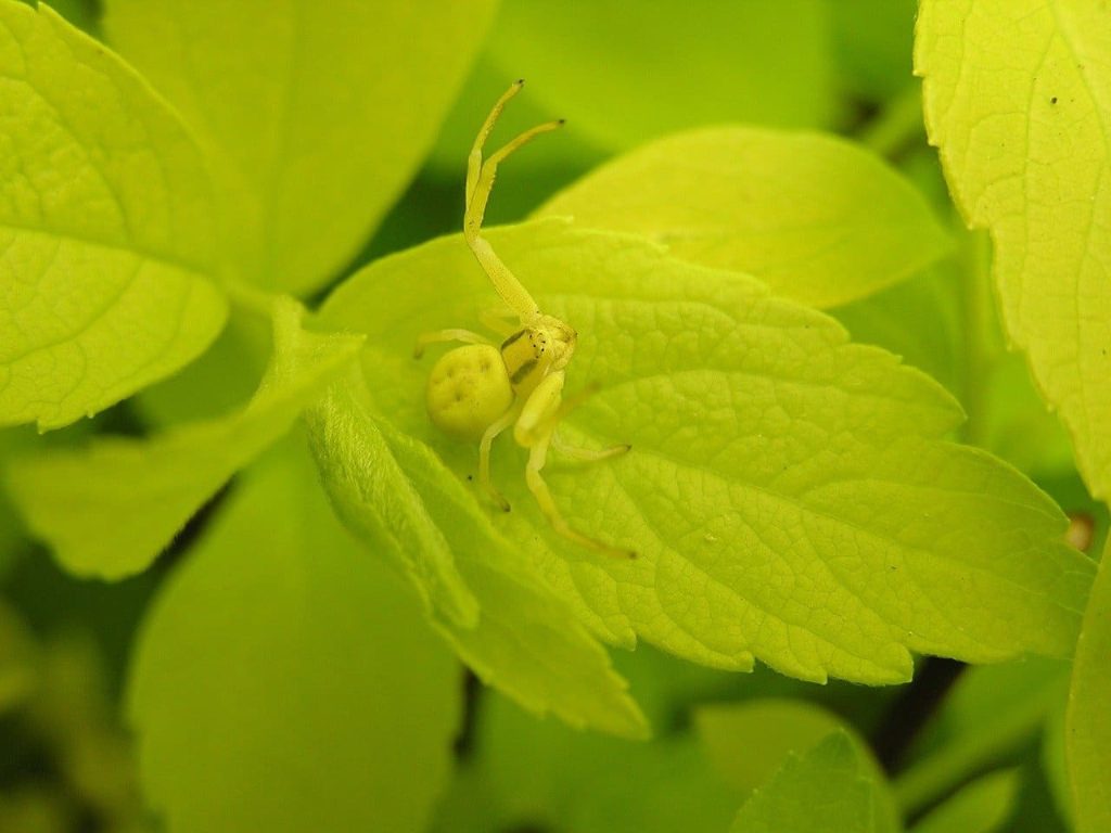 Crab Spider camouflage