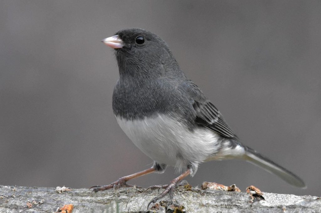 Dark-eyed Junco