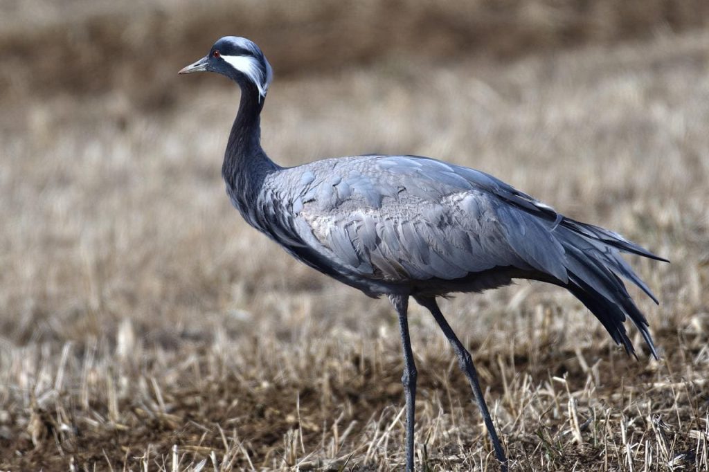 Demoiselle crane