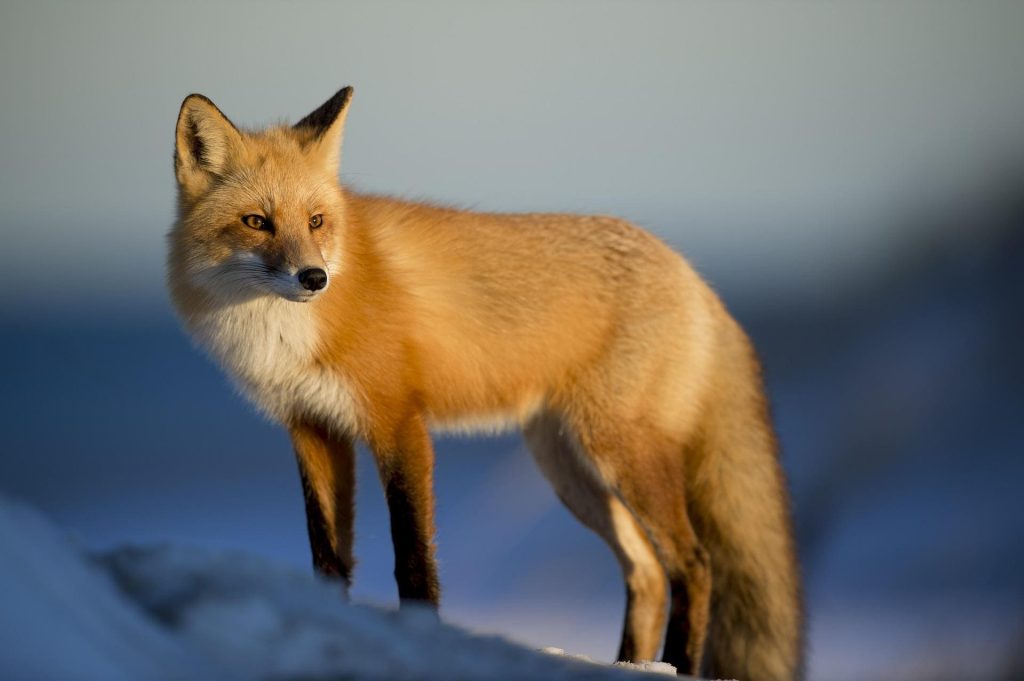 Fox