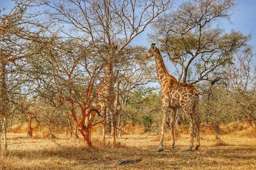 Giraffe camouflage