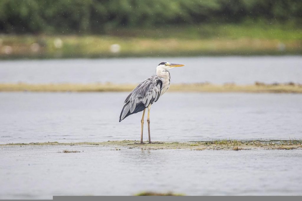 Grey heron