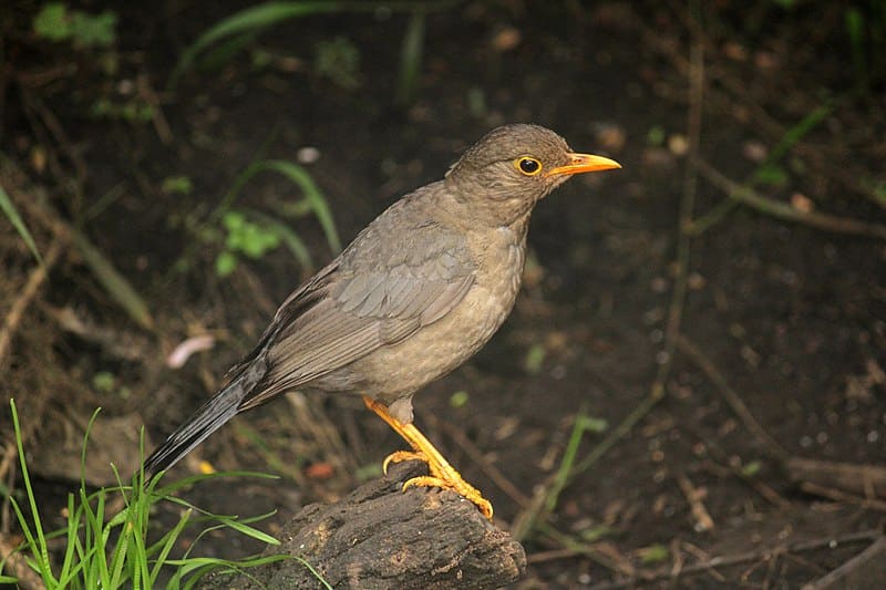 Indian Blackbird