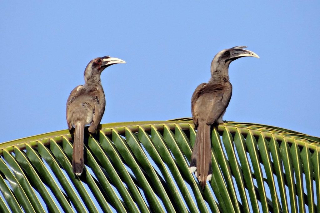 Indian Grey hornbill