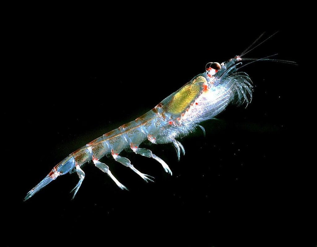 Krill