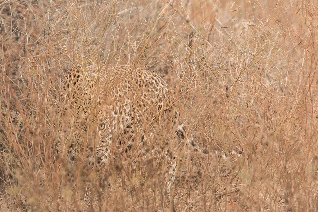 Leopard camouflage