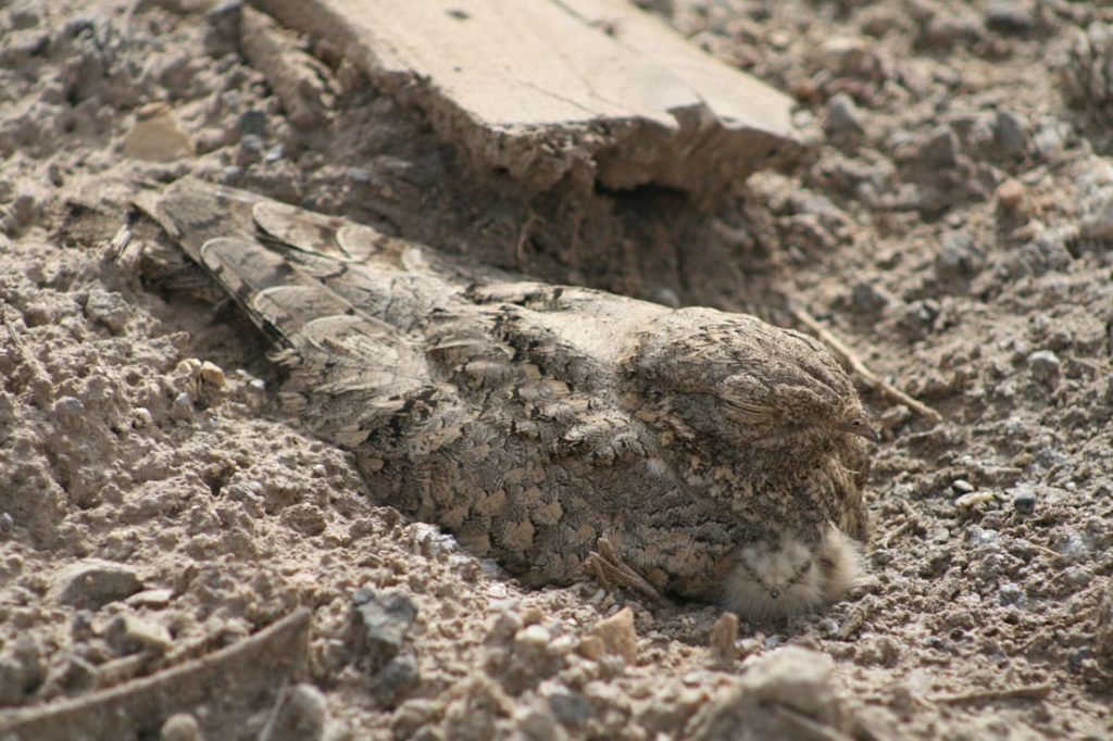 Nightjar camouflage