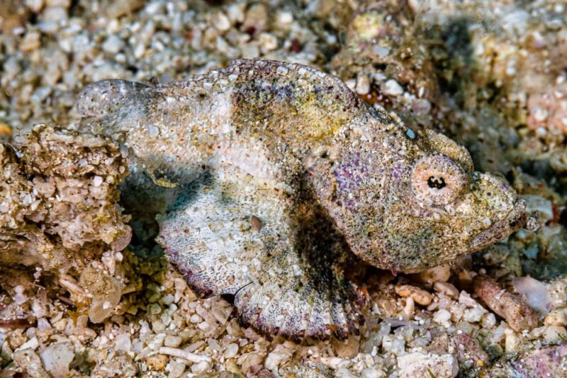 Scorpionfish camouflage