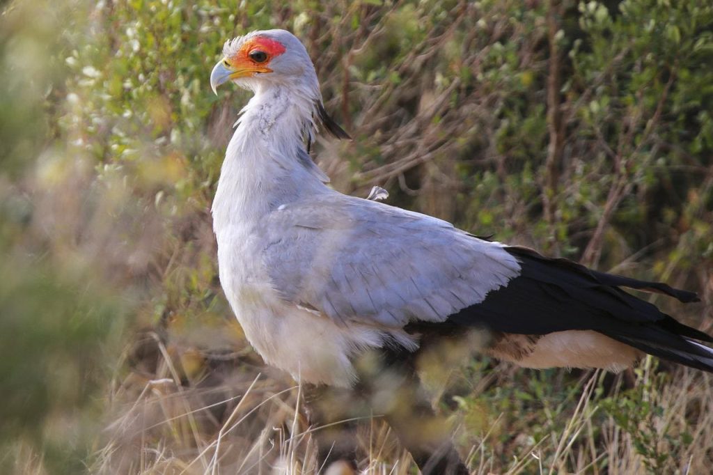 Secretary bird