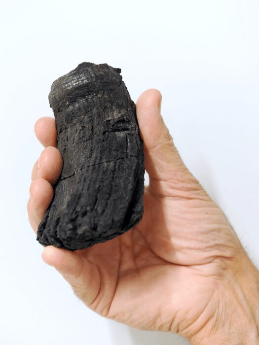 The root of the ichthyosaur tooth fossil, with a diameter of 60mm.