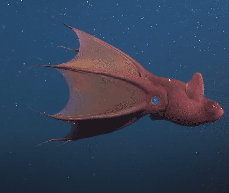 Vampire Squid