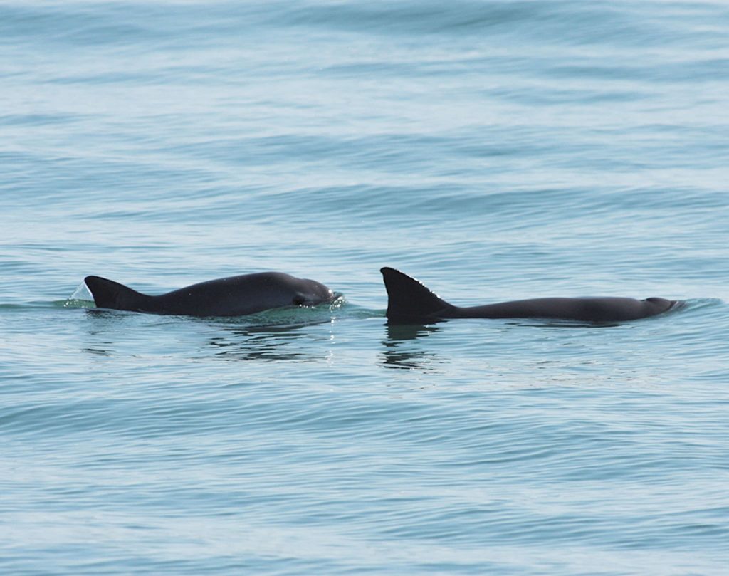 Vaquita