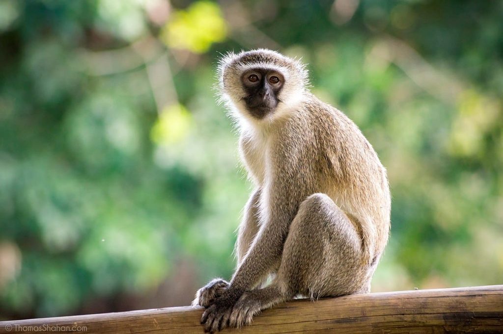 Vervet Monkey