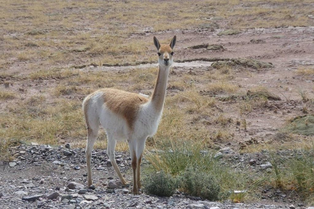 Vicuna