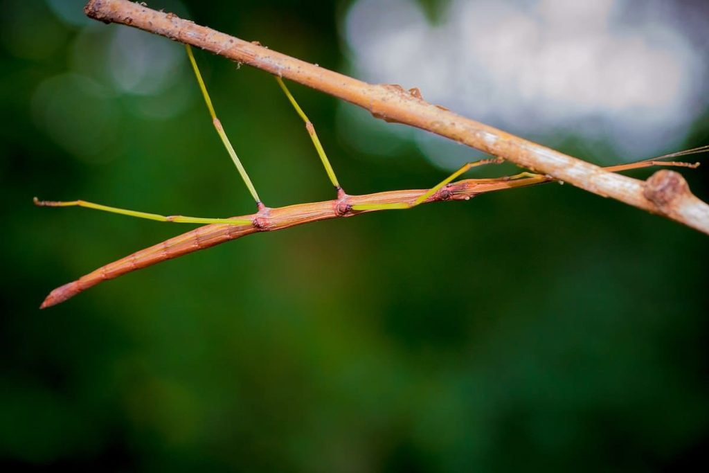 Walking sticks camouflage