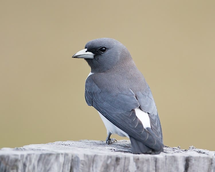 White-breasted Woodswallow