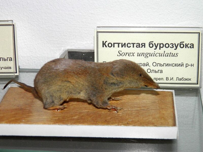 Xanthippe’s shrew