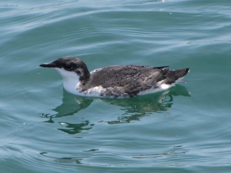 Xantus Murrelet