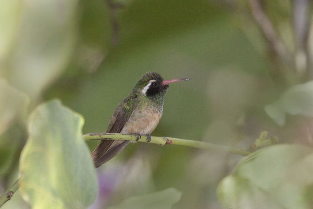 Xantus hummingbird