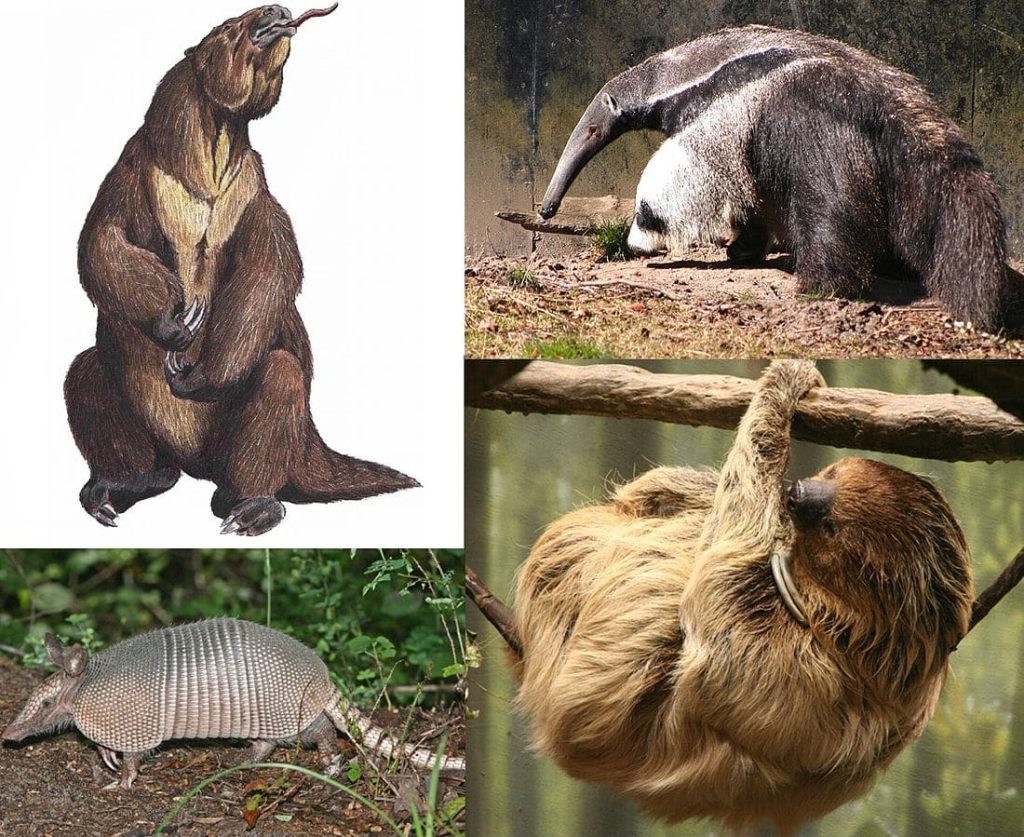 Xenarthra