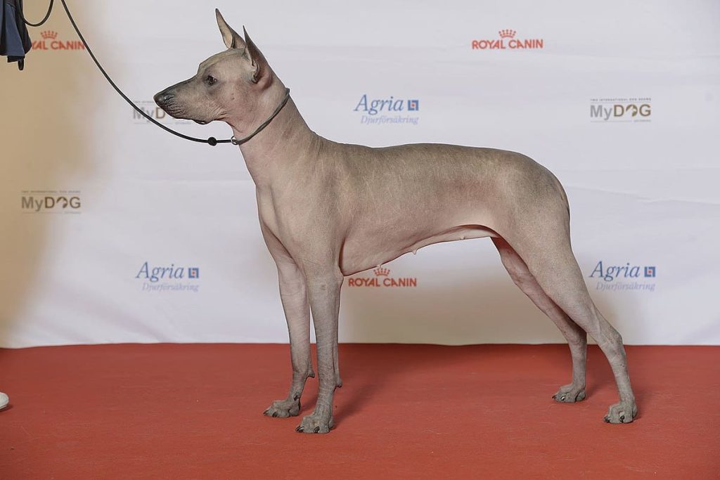 Xoloitzcuintle