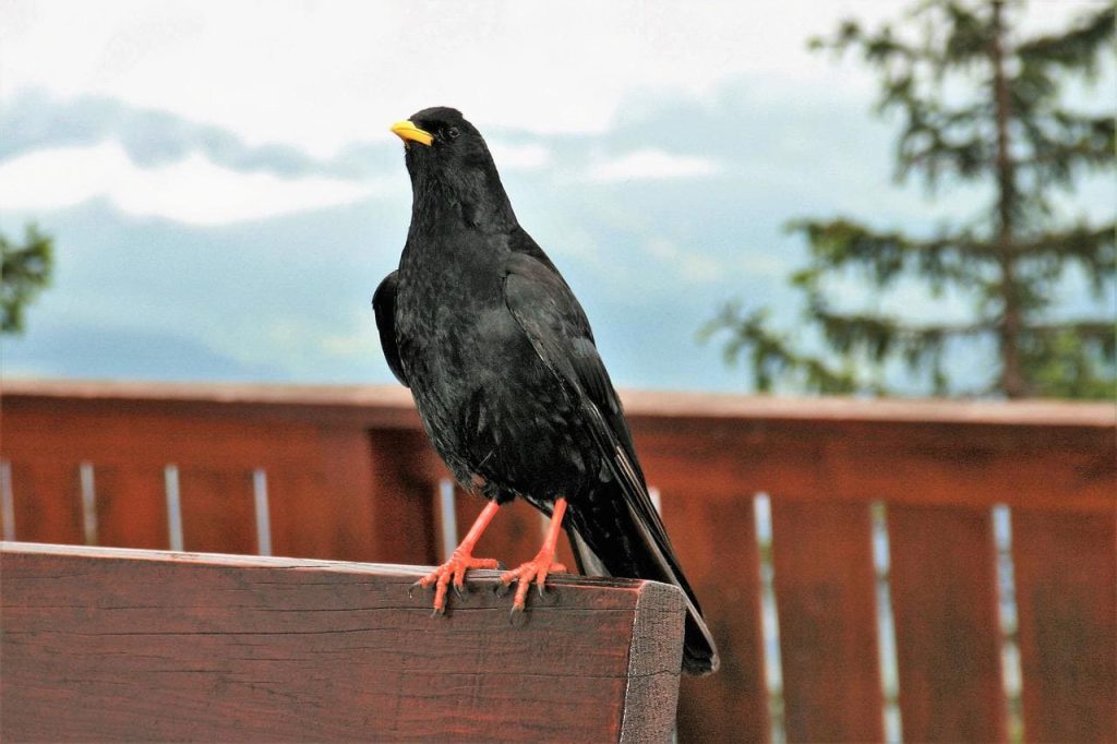 10 Amazing Black Birds With Yellow Beaks - Red Rock Scenic By Way