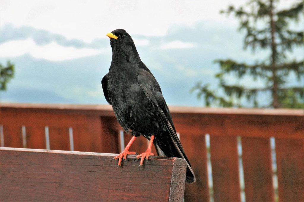 Black Birds with Yellow Beaks – Facts, List, Pictures