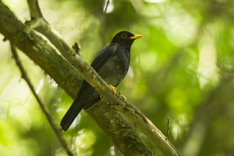 Yellow-legged Thrush