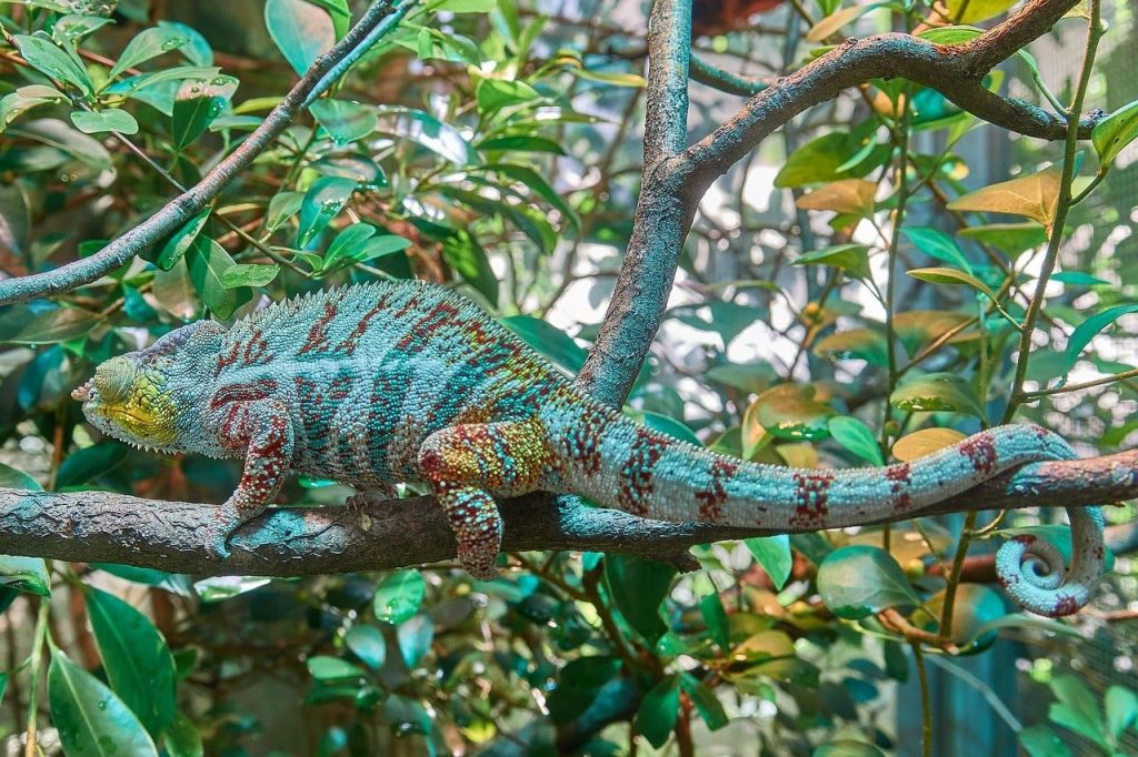 chameleon camouflage